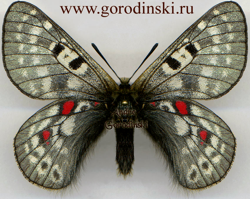 http://www.gorodinski.ru/papilionidae/Parnassius labeyriei natashae.jpg